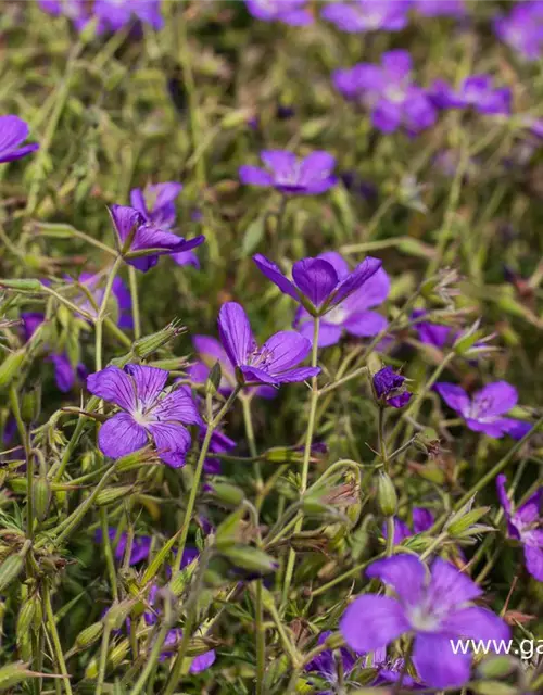 Geranium collinum 'Nimbus'