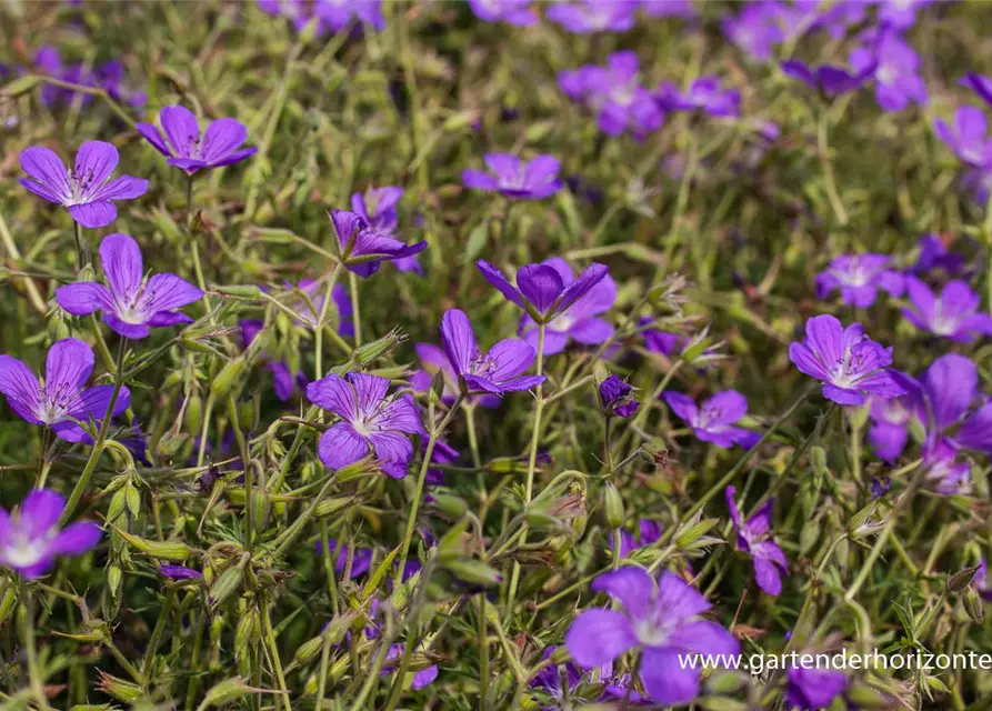 Geranium collinum 'Nimbus'