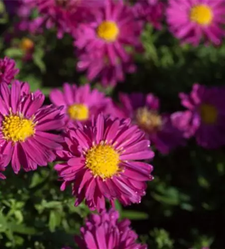 Garten-Kissen-Aster 'Jenny'