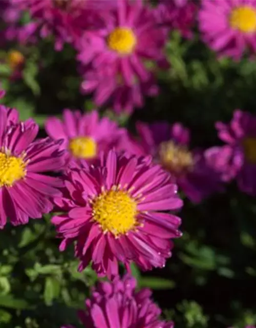 Garten-Kissen-Aster 'Jenny'