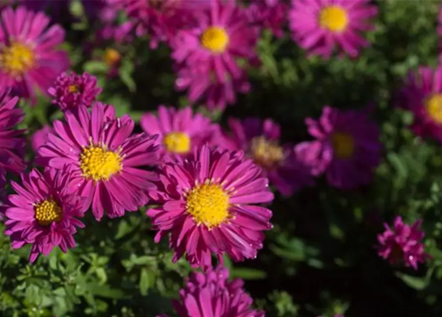 Garten-Kissen-Aster 'Jenny'