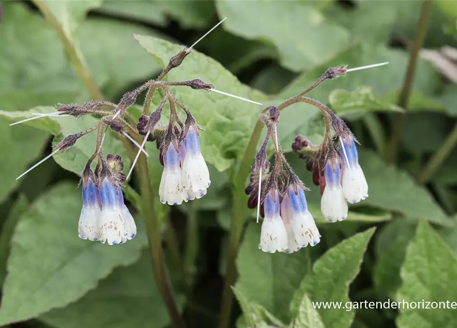 Garten-Beinwell 'Hidcote Blue'