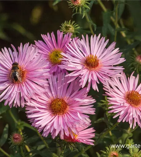 Garten-Raublatt-Aster 'Rosa Sieger'