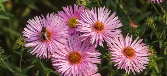 Garten-Raublatt-Aster 'Rosa Sieger'