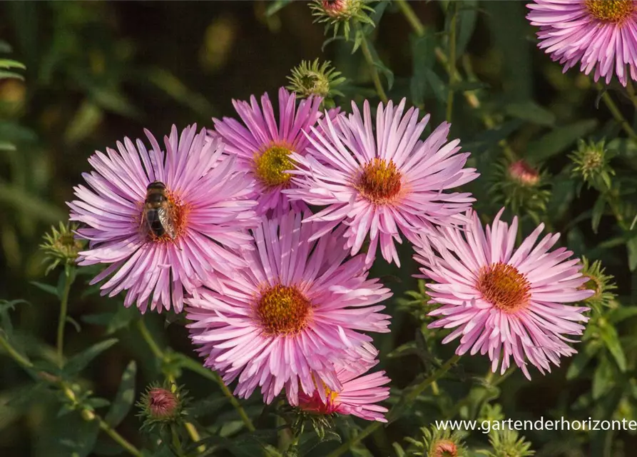 Garten-Raublatt-Aster 'Rosa Sieger'