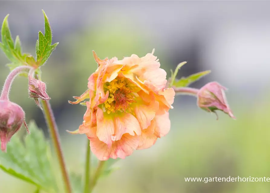 Chilenische Nelkenwurz 'Mai Tai'