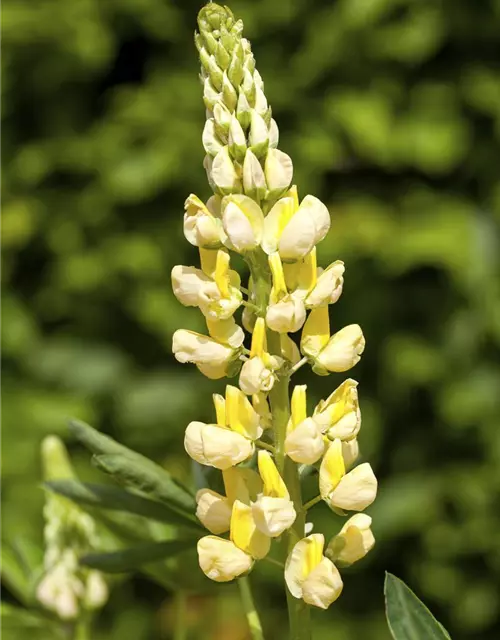 Garten-Lupine 'Camelot Yellow'®