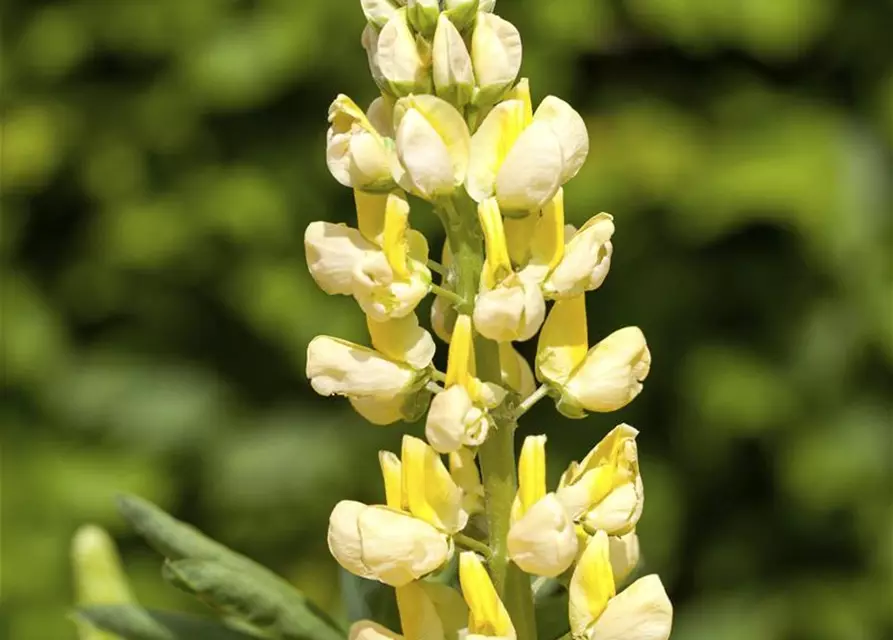 Garten-Lupine 'Camelot Yellow'®