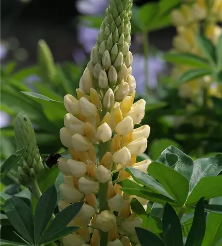 Garten-Lupine 'Camelot Yellow'®