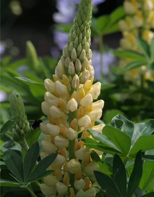 Garten-Lupine 'Camelot Yellow'®