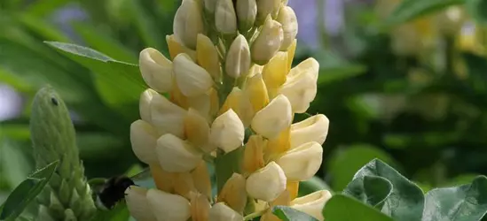 Garten-Lupine 'Camelot Yellow'®