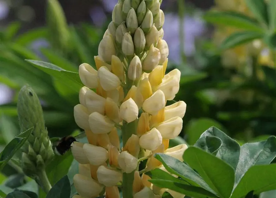 Garten-Lupine 'Camelot Yellow'®