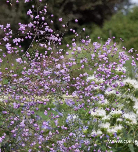 Garten-Wiesenraute 'Splendide'®