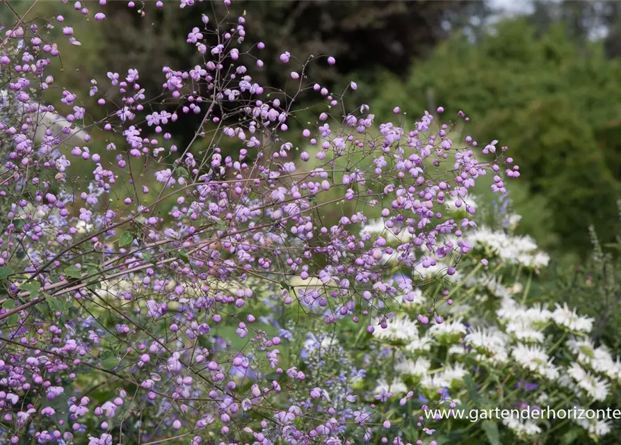 Garten-Wiesenraute 'Splendide'®