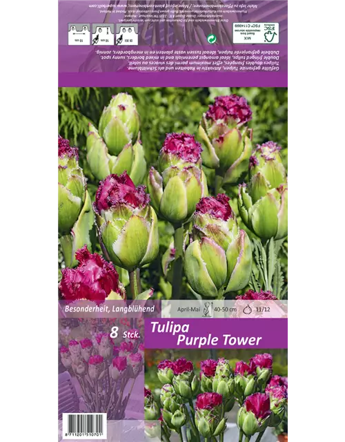 Gefüllte gefranste Tulpe 'Purple Tower'