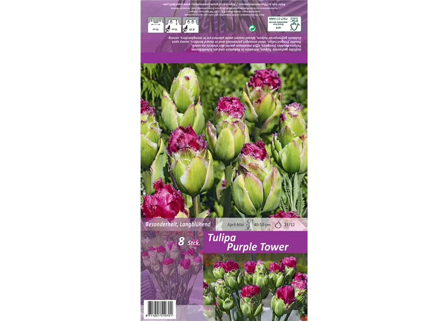 Gefüllte gefranste Tulpe 'Purple Tower'