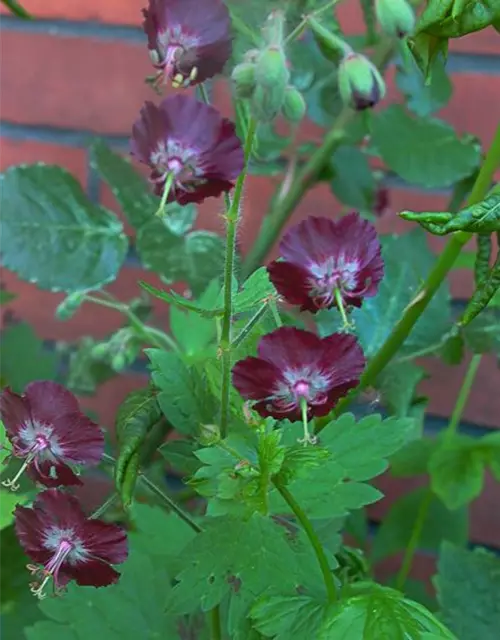 Geranium phaeum