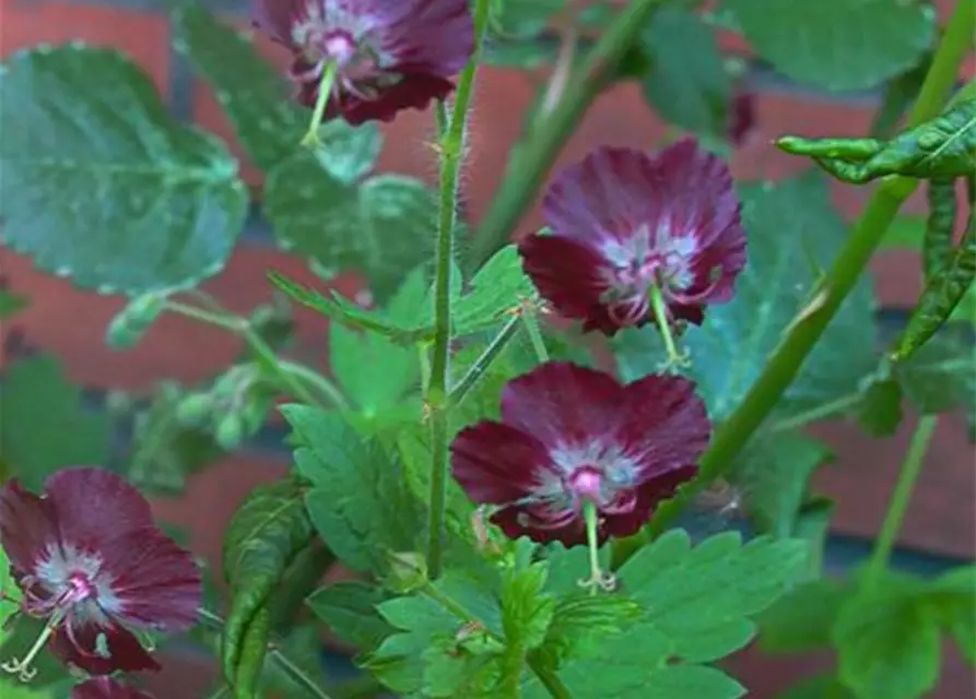 Geranium phaeum