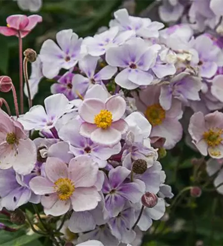 Filzige Garten-Herbst-Anemone 'Robustissima'