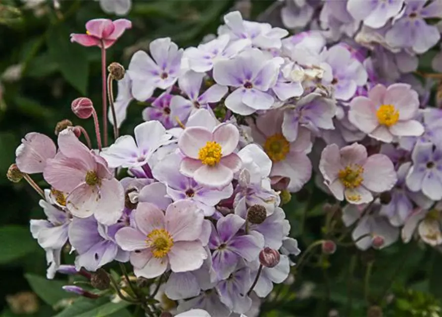 Filzige Garten-Herbst-Anemone 'Robustissima'