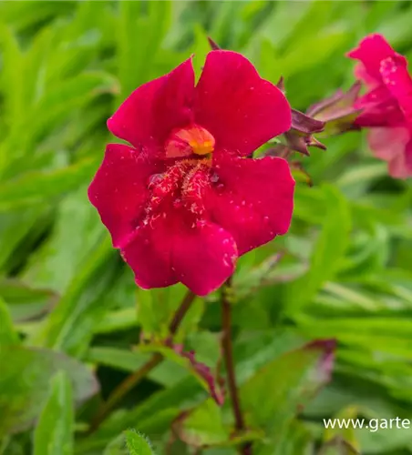 Garten-Gauklerblume 'Roter Kaiser'