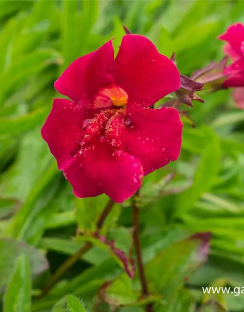 Garten-Gauklerblume 'Roter Kaiser'