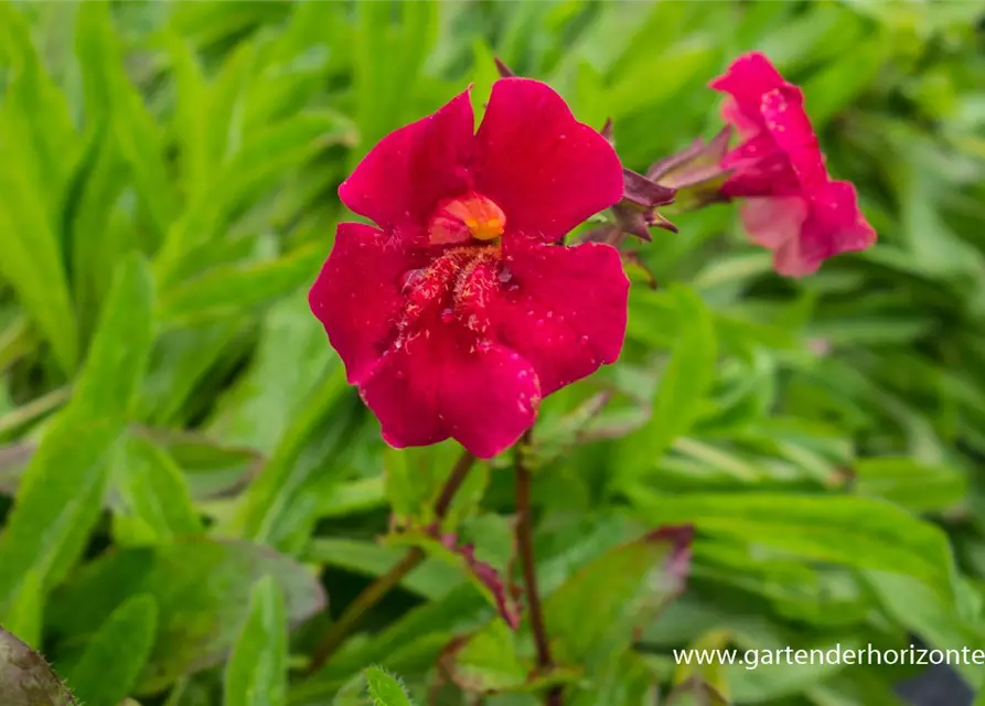 Garten-Gauklerblume 'Roter Kaiser'