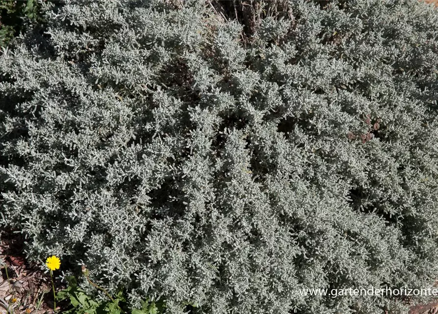 Graues Heiligenkraut