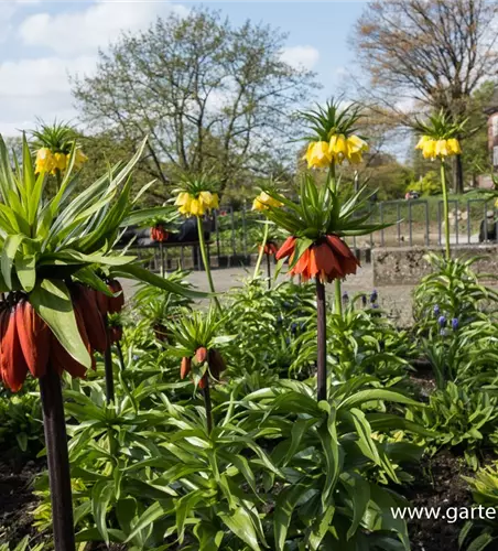 Garten-Kaiserkrone 'Rubra Maxima'