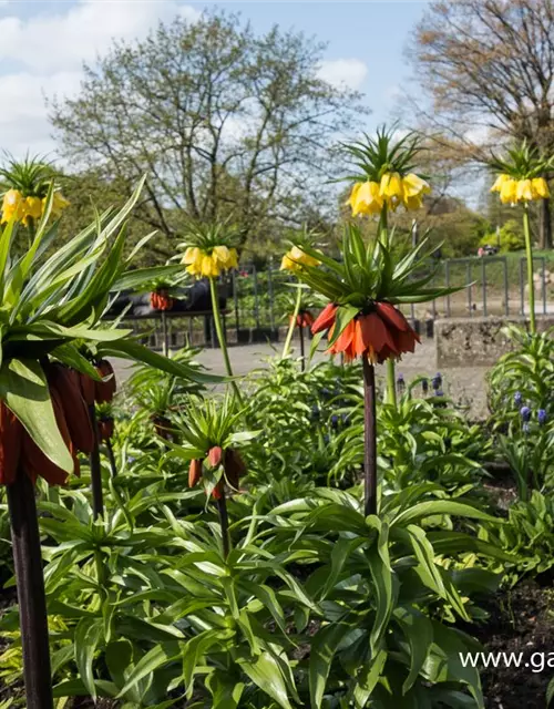 Garten-Kaiserkrone 'Rubra Maxima'