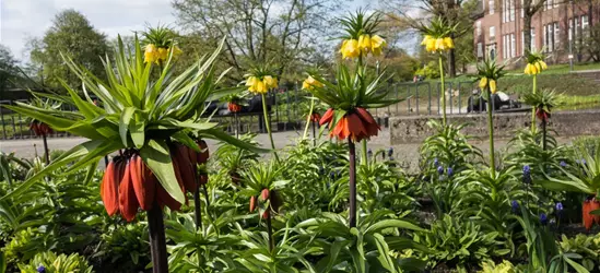 Garten-Kaiserkrone 'Rubra Maxima'