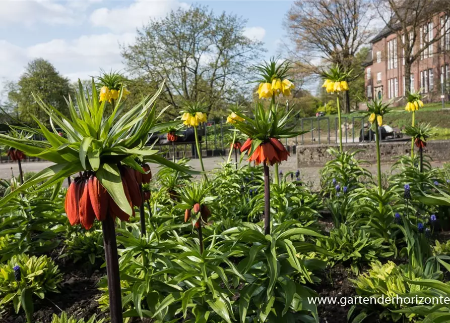 Garten-Kaiserkrone 'Rubra Maxima'