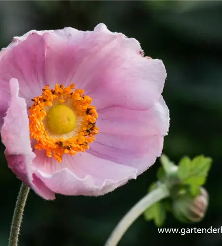 Garten-Herbst-Anemone 'September Charm'