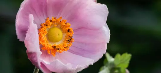 Garten-Herbst-Anemone 'September Charm'