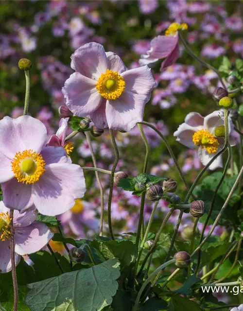 Garten-Herbst-Anemone 'September Charm'