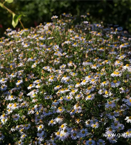 Garten-Schönaster