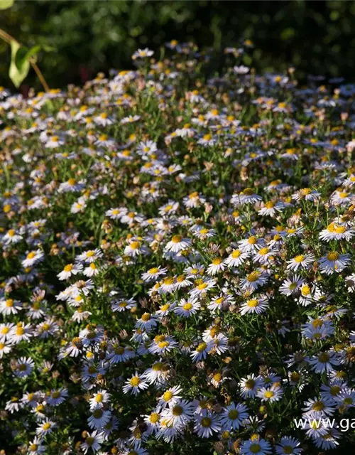 Garten-Schönaster