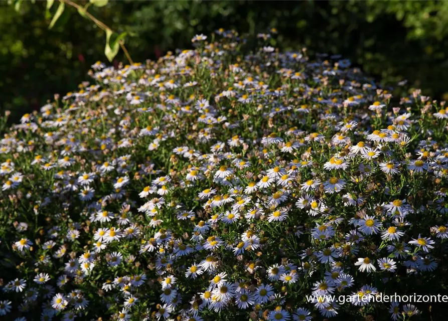 Garten-Schönaster