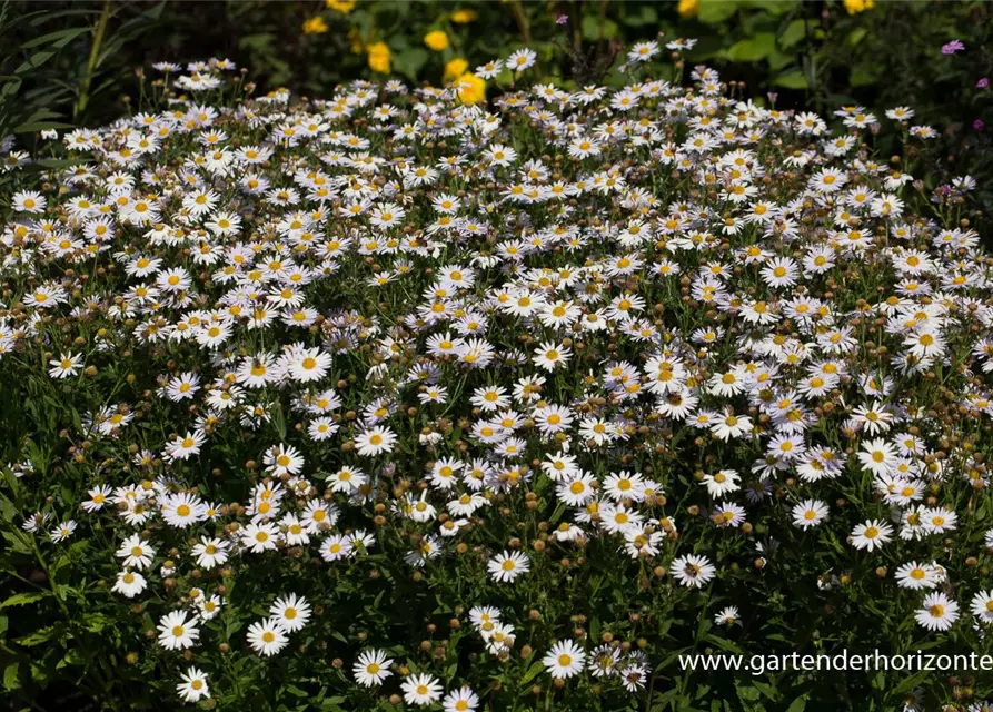 Garten-Schönaster