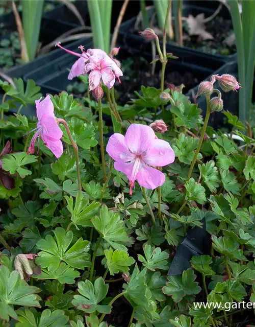 Geranium dalmaticum