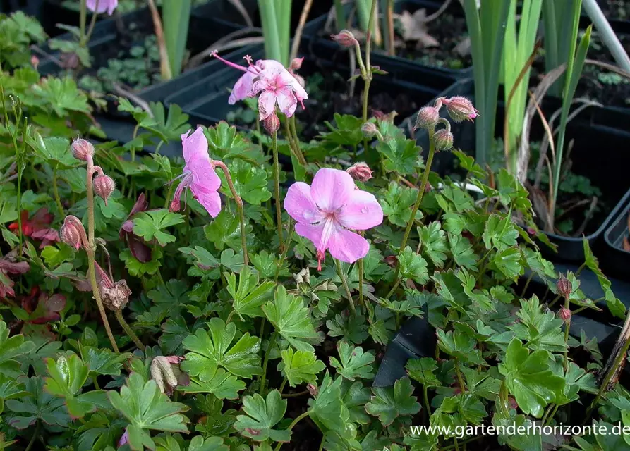 Geranium dalmaticum