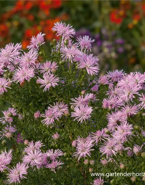 Garten-Glattblatt-Aster 'Rosenquarz'