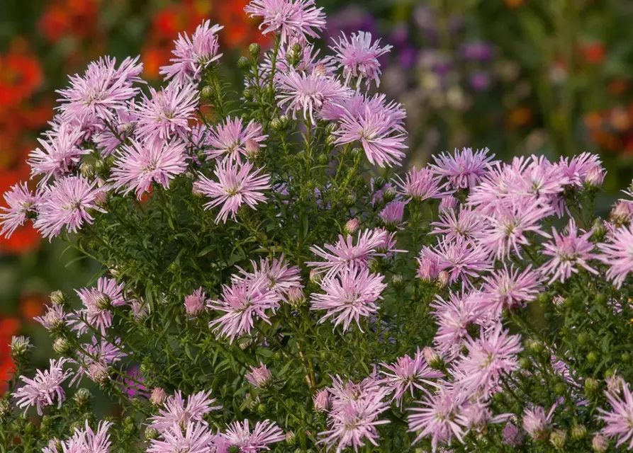 Garten-Glattblatt-Aster 'Rosenquarz'