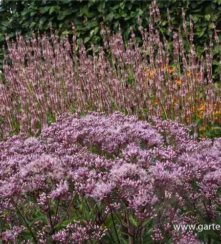 Großer Garten-Wasserdost 'Phantom'®