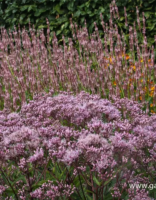 Großer Garten-Wasserdost 'Phantom'®