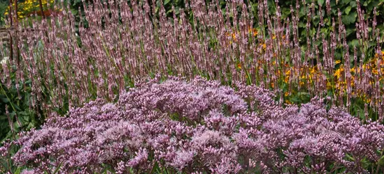 Großer Garten-Wasserdost 'Phantom'®