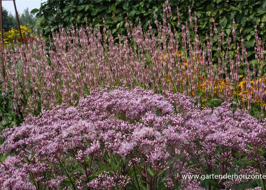 Großer Garten-Wasserdost 'Phantom'®