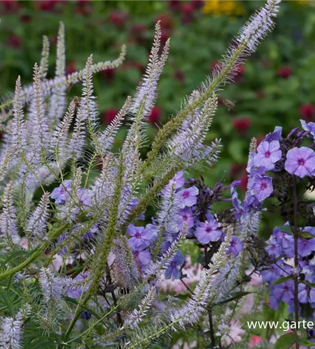 Garten-Kandelaberehrenpreis 'Lavendelturm'