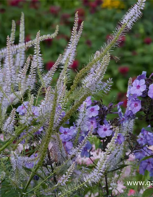 Garten-Kandelaberehrenpreis 'Lavendelturm'