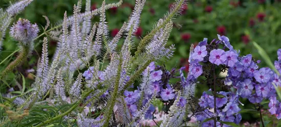 Garten-Kandelaberehrenpreis 'Lavendelturm'